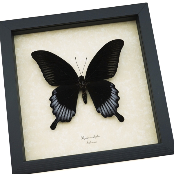 Black Butterfly Papilio Ascalaphus Giant Swallowtail Framed Taxidermy Display
