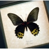 Papilio forbesi verso Black Gold Real Framed Butterfly Taxidermy Display