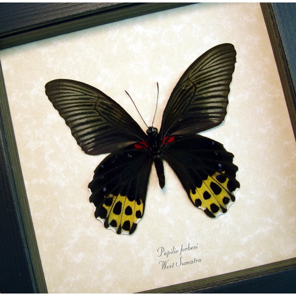 Papilio forbesi verso Black Gold Real Framed Butterfly Taxidermy Display