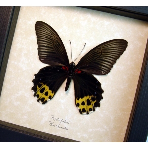 Papilio forbesi verso Black Gold Real Framed Butterfly Taxidermy Display