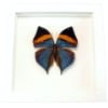 Malayan Leafwing Butterfly Kallima paralekta Framed Vibrant White Display