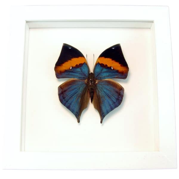 Malayan Leafwing Butterfly Kallima paralekta Framed Vibrant White Display