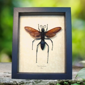 Giant Tarantula Hawk Wasp Pepsis heros female 4 inch Framed Taxidermy Display