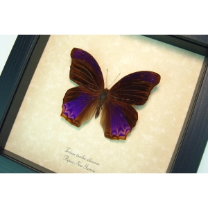 Terinos taxiles abisares Rare Purple Butterfly Framed Insect