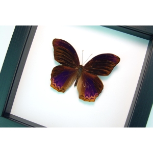 Terinos taxiles abisares Rare Purple Butterfly Framed Insect Classic Black Display
