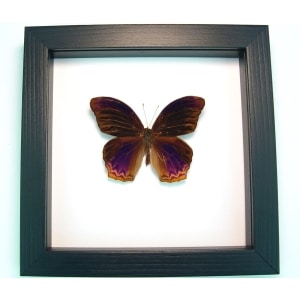 Terinos taxiles abisares Rare Purple Butterfly Framed Insect Classic Black Display