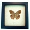 Terinos taxiles abisares verso Rare Pink Orange Butterfly Framed Insect