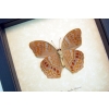 Terinos taxiles abisares verso Rare Pink Orange Butterfly Framed Insect