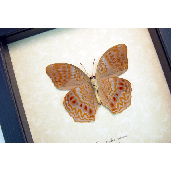 Terinos taxiles abisares verso Rare Pink Orange Butterfly Framed Insect