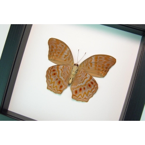 Terinos taxiles abisares verso Rare Pink Orange Butterfly Framed Insect Classic Black Display