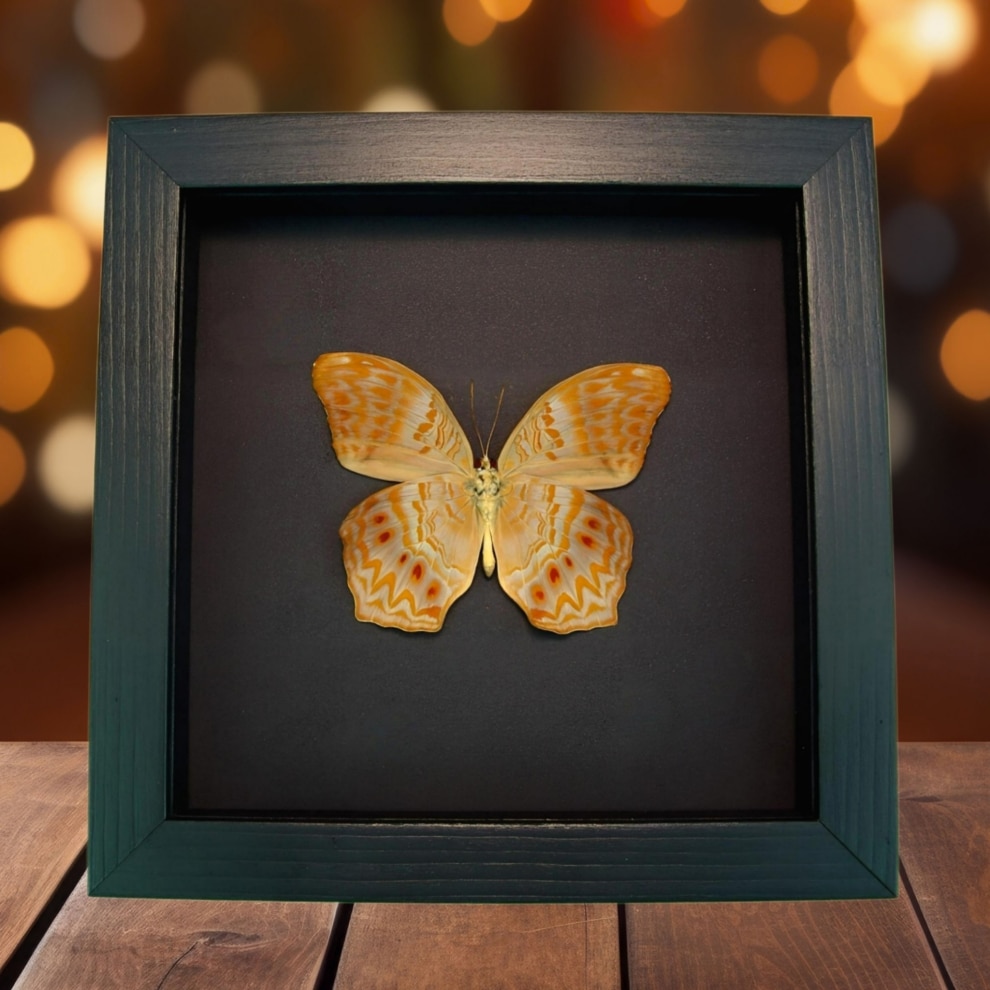 Framed Pink Orange Butterfly Terinos taxiles abisares verso Moonlight Display
