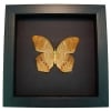 Framed Pink Orange Butterfly Terinos taxiles abisares verso Moonlight Display