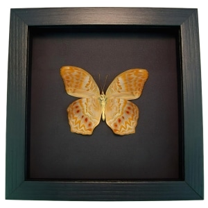 Framed Pink Orange Butterfly Terinos taxiles abisares verso Moonlight Display