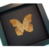 Terinos taxiles abisares verso Rare Pink Orange Butterfly Framed Insect Moonlight Display