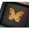 Terinos taxiles abisares verso Rare Pink Orange Butterfly Framed Insect Moonlight Display