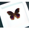 Terinos taxiles abisares Rare Purple Butterfly Framed Insect Vibrant White Display