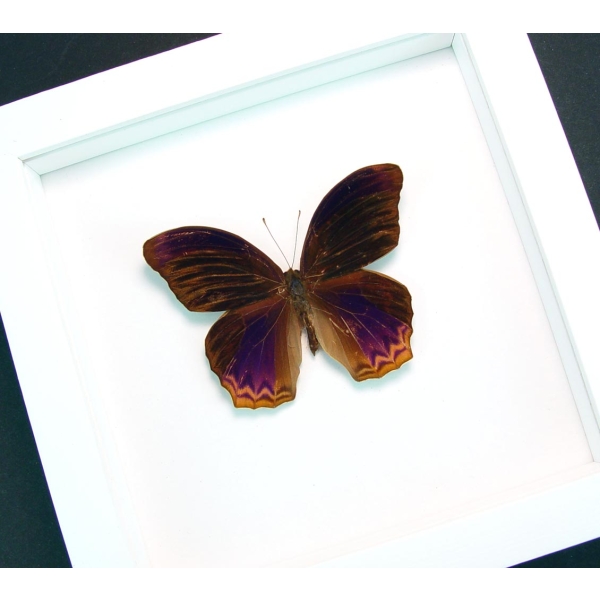Terinos taxiles abisares Rare Purple Butterfly Framed Insect Vibrant White Display