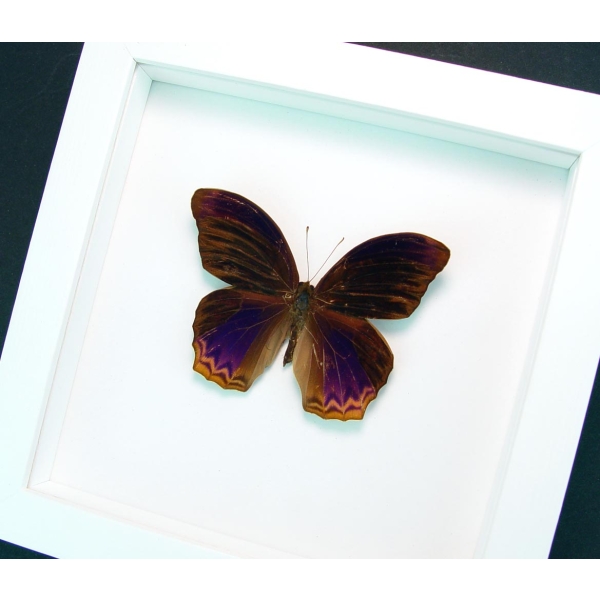 Terinos taxiles abisares Rare Purple Butterfly Framed Insect Vibrant White Display