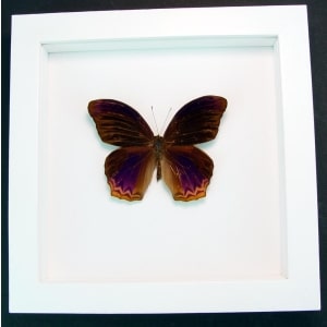 Terinos taxiles abisares Rare Purple Butterfly Framed Insect Vibrant White Display