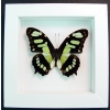 Malachite Butterfly Framed Victorina stelenes Vibrant White Display