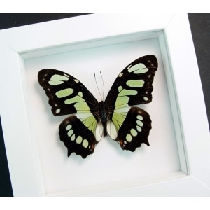 Malachite Butterfly Framed Taxidermy Victorina stelenes Vibrant White Display
