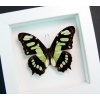 Malachite Butterfly Framed Taxidermy Victorina stelenes Vibrant White Display
