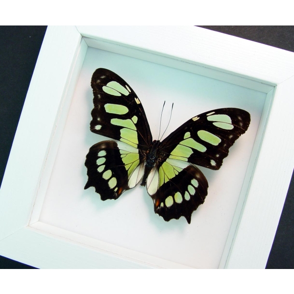Malachite Butterfly Framed Victorina stelenes Vibrant White Display