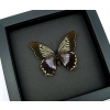 Battus streckerianus Female Rare Framed Violet Butterfly Taxidermy Moonlight Display