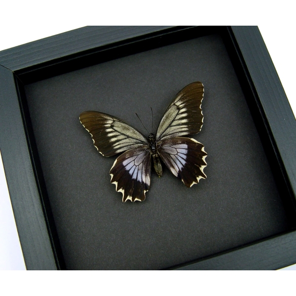 Battus streckerianus Female Rare Framed Violet Butterfly Taxidermy Moonlight Display