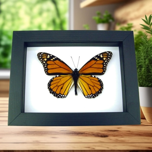 Framed Monarch Butterfly Male North America Classic Black Display