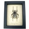 Real Framed African Beetle Goliathus albosignatus kirkianus Taxidermy Display