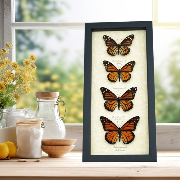 Real Framed Monarch Butterfly Collection Danaus Plexippus Butterflies Taxidermy Display