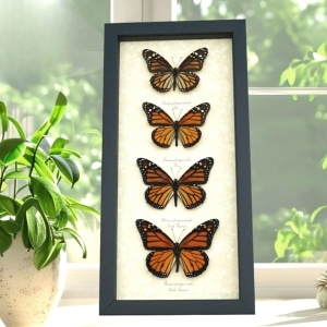 Real Framed Monarch Butterfly Collection Danaus Plexippus Butterflies Taxidermy Display
