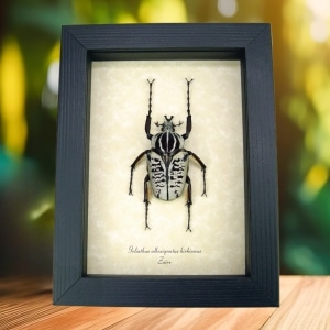 Real Framed African Beetle Goliathus albosignatus kirkianus Taxidermy Display