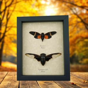 Cicada Collection Halloween Bat Winged Cicadas Orange Black Framed Insect Taxidermy Display
