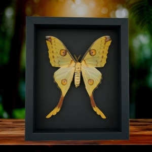 Argema mittrei Female Comet Moth Framed Taxidermy Moonlight Display