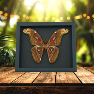 Real Framed Atlas Moth Attacus Atlas Male XL Taxidermy Moonlight Display