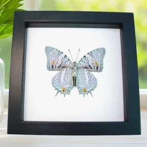 Baeotus japetus Beauty Framed Butterfly Taxidermy Classic Black Display