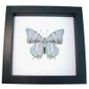 Baeotus japetus Beauty Framed Butterfly Taxidermy Classic Black Display