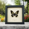 Battus streckerianus Female Rare Framed Gothic Butterfly Framed Taxidermy Display