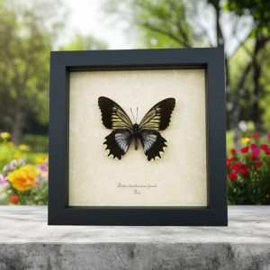 Battus streckerianus Female Rare Framed Gothic Butterfly Framed Taxidermy Display