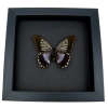 Battus streckerianus Female Rare Framed Violet Butterfly Taxidermy Moonlight Display