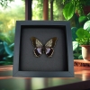 Battus streckerianus Female Rare Framed Violet Butterfly Taxidermy Moonlight Display