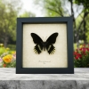 Battus streckerianus Male Rare Framed Butterfly Taxidermy Display