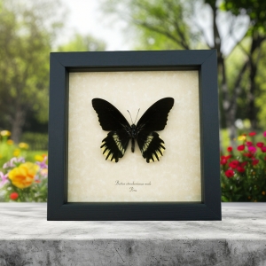 Battus streckerianus Male Rare Framed Butterfly Taxidermy Display