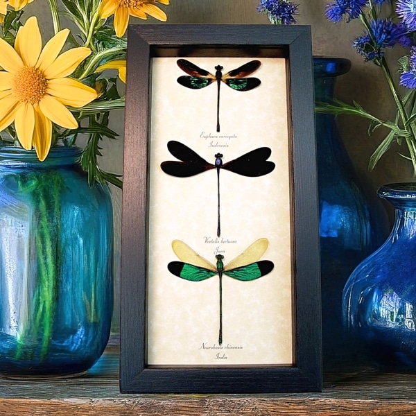 Damselfly Collection Green Purple Damselflies Framed Insect Display