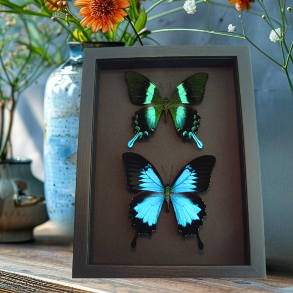 Framed Butterflies Swallowtail Butterfly Collection Taxidermy Moonlight Display