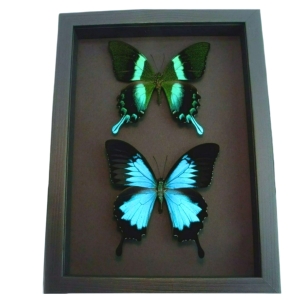 Framed Butterflies Swallowtail Butterfly Collection Taxidermy Moonlight Display