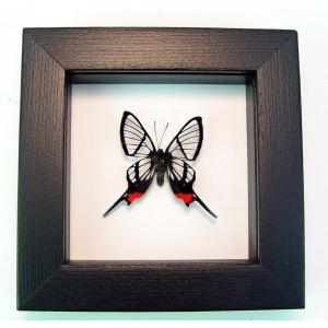 Chorinea faunus Long Tailed Glasswing Swallowtail Framed Butterfly Classic Black Display