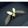 Gold Scarab Flying Jewel Beetle Framed Chrysina resplendens Moonlight Display Insect